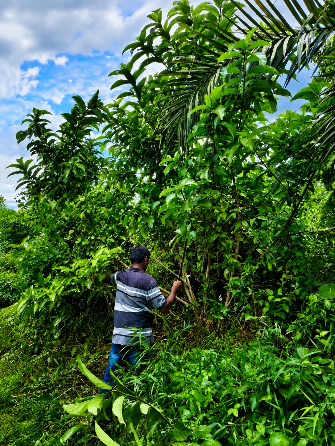 Tree Cutting & Cleaning Work 12