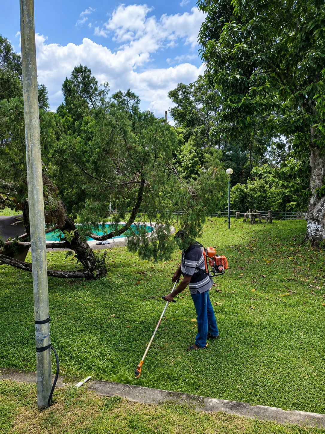 Tree Cutting & Cleaning Work 13