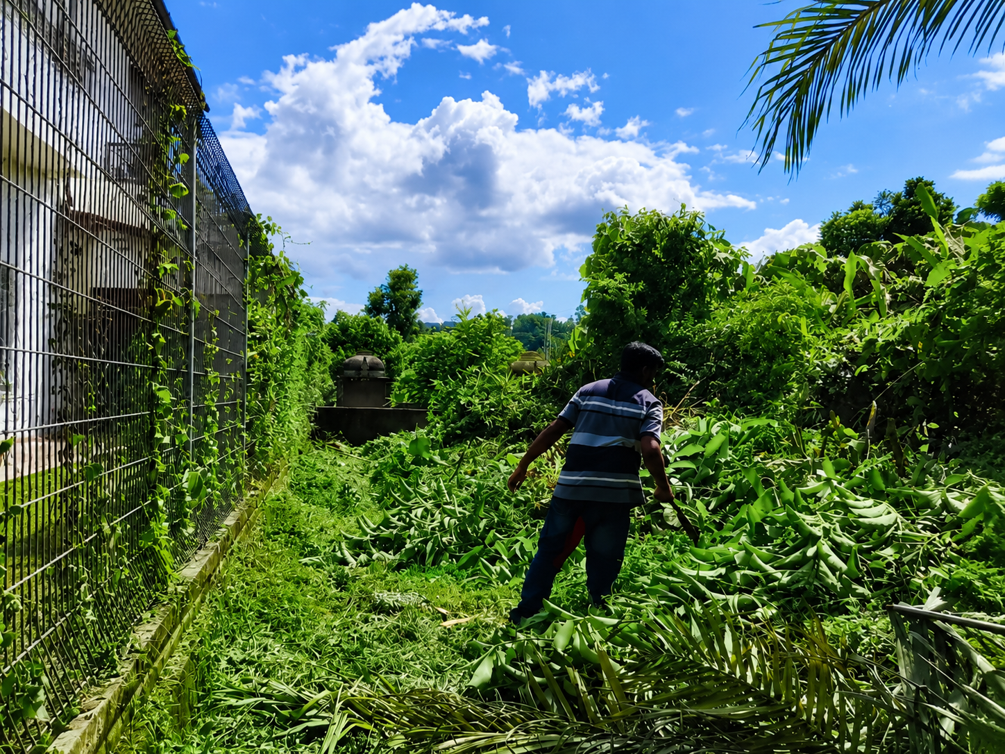 Tree Cutting & Cleaning Work 09