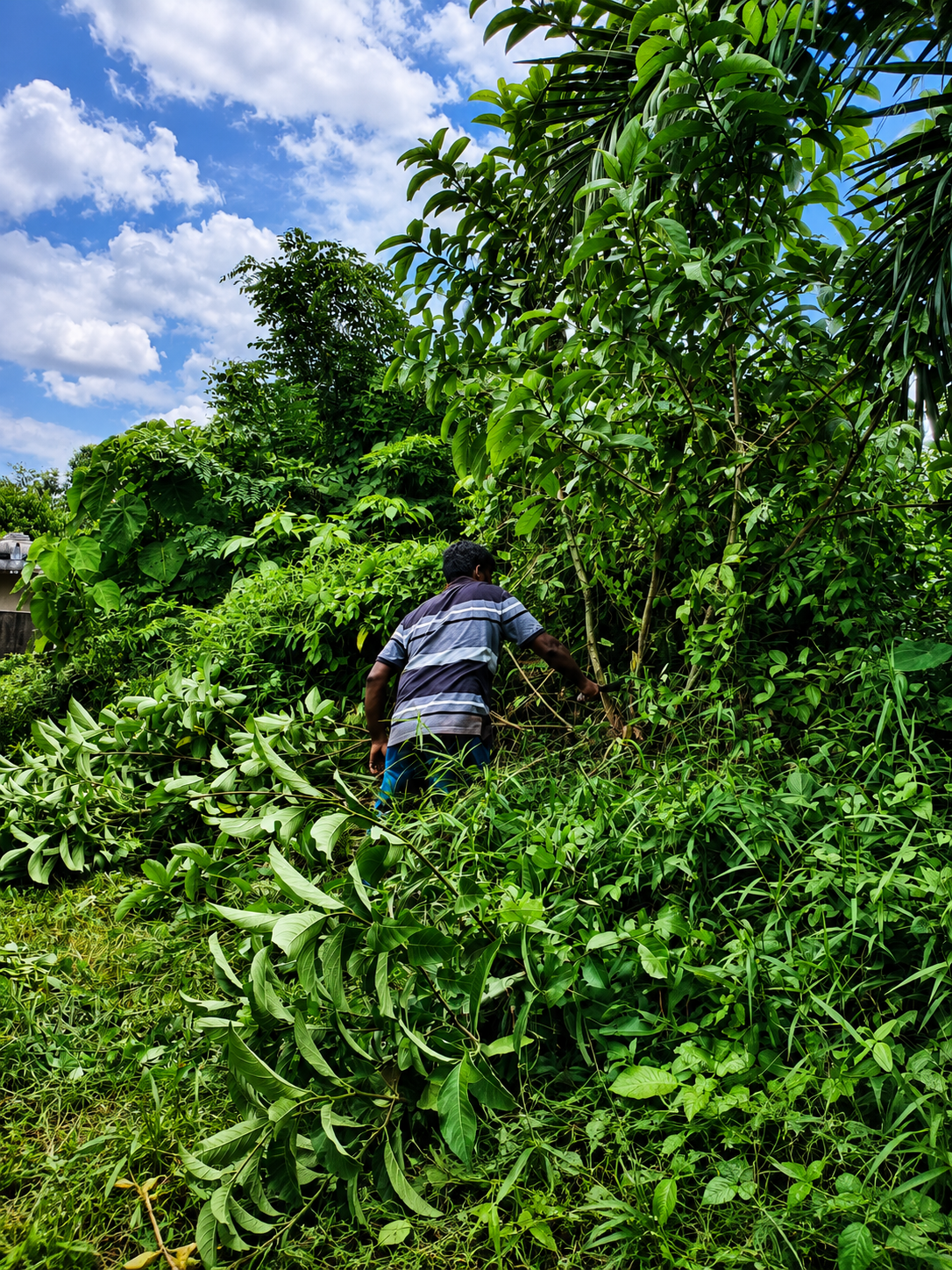 Tree Cutting & Cleaning Work 05